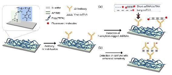 길이가 긴 dsRNA 검출을 위한 기판 모식도