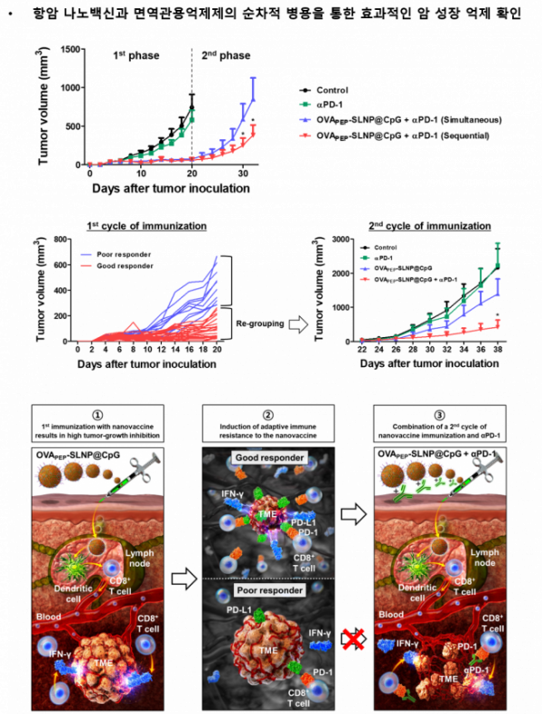 ▲항암 나노백신과 면역관용억제제 PD-1 항체의 순차적 병용을 통해 효과적으로 종양 성장과 종양 재발을 억제할 수 있음을 확인했다.  (카이스트 제공)