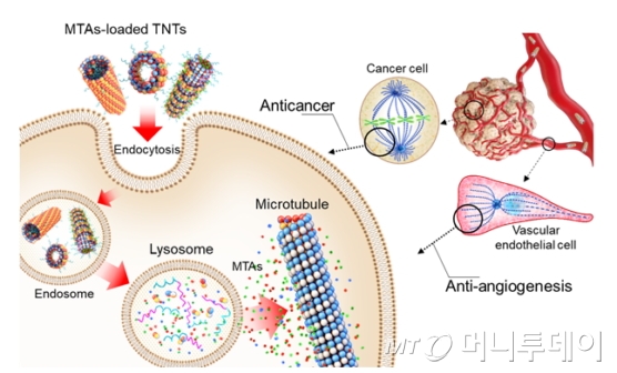 항암제가 탑재된 TNT(튜불린 나노 튜브)의 항암 및 혈관 형성 억제 작용 과정./자료제공=KAIST