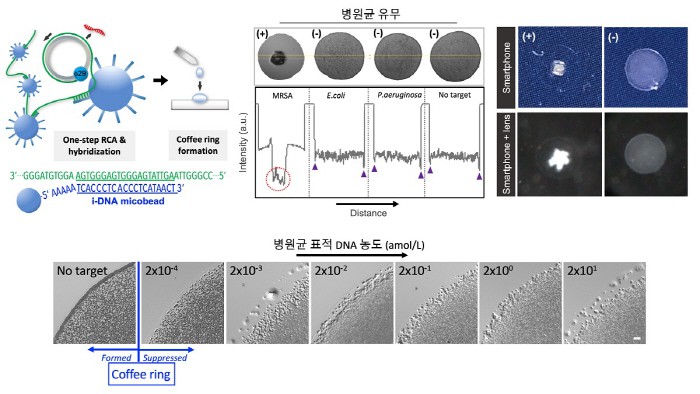 커피링 등온 유전자 검출법의 모식도 및 항생제 내성 병원균 분석 결과. [사진 제공 = KAIST]