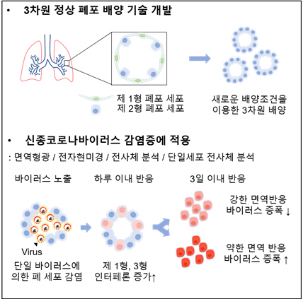 인체의 폐포 구조와 기능을 3차원적으로 재현한 배양기술과 코로나19가 폐포를 감염시키는 기전을 나타낸 모식도. [사진 제공 = KAIST]