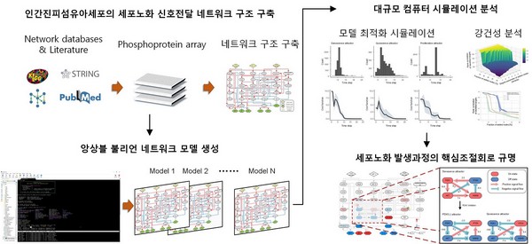 ▲앙상블 불리언 네트워크 모델링 및 대규모 컴퓨터 시뮬레이션 분석. (사진제공=한국과학기술원)