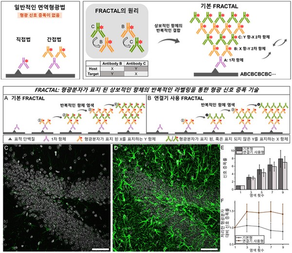 ▲형광 분자가 표지 된 상보적인 항체의 반복적인 라벨링을 통한 형광 신호 증폭 기술을 보여주는 모식도(위)와 프랙탈 기술 모식도(아래). (사진제공=한국과학기술원)
