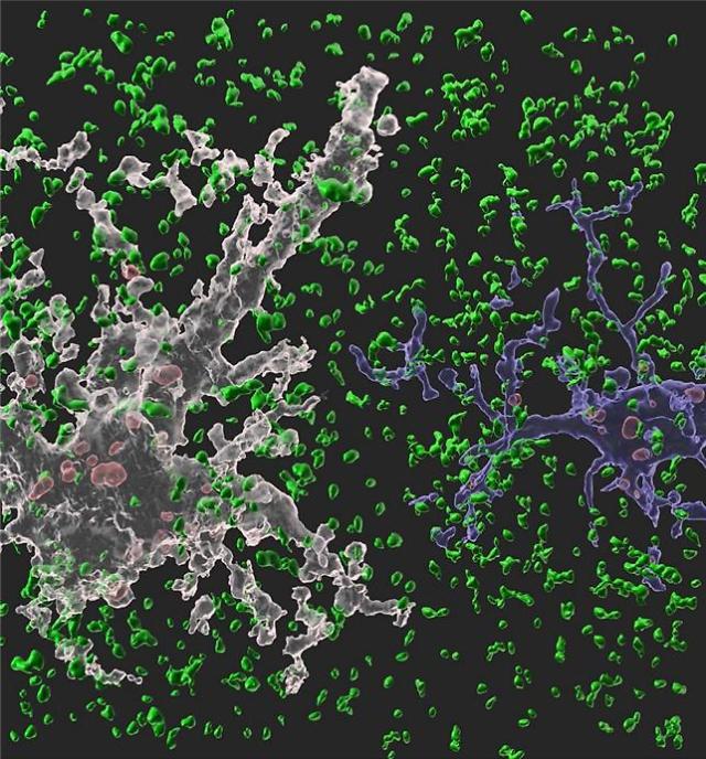 네이쳐(Nature)에 수록된 이번 연구 이미지. 흰색 별아교세포와 파란색 미세아교세포가 시냅스(정상 시냅스는 녹색, 신경교세포에 의해 제거된 시냅스는 붉은색)를 제거하고 있는 모습.[사진 = 카이스트]