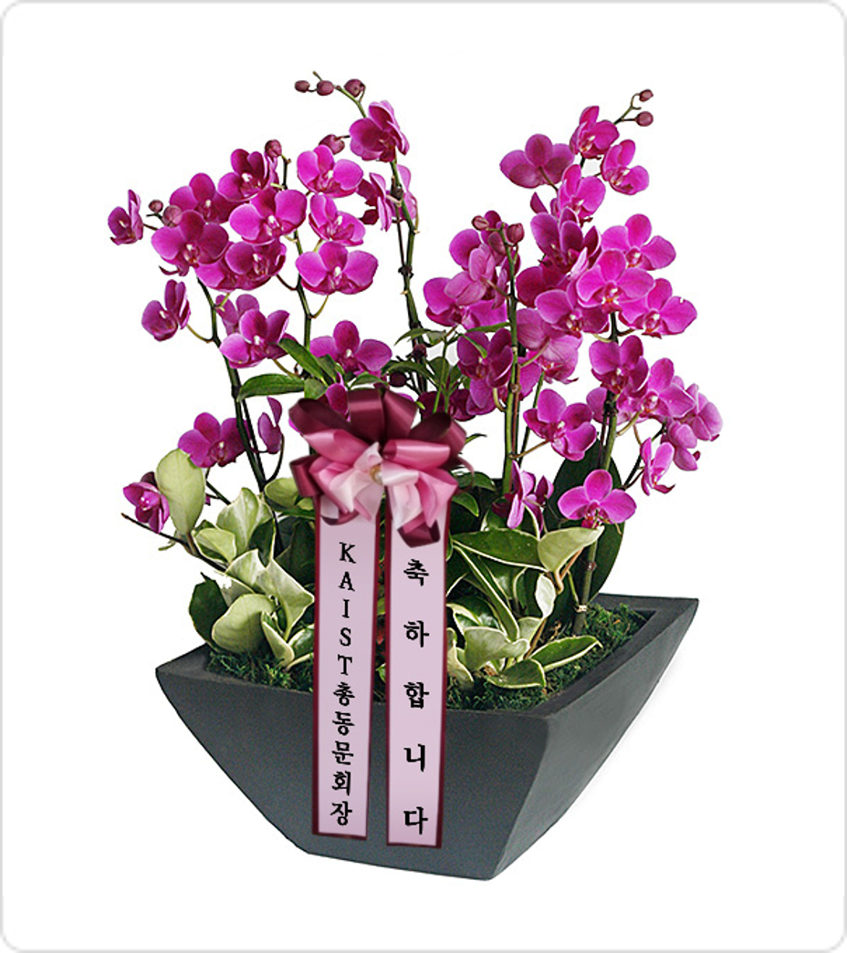 서양란-만천홍