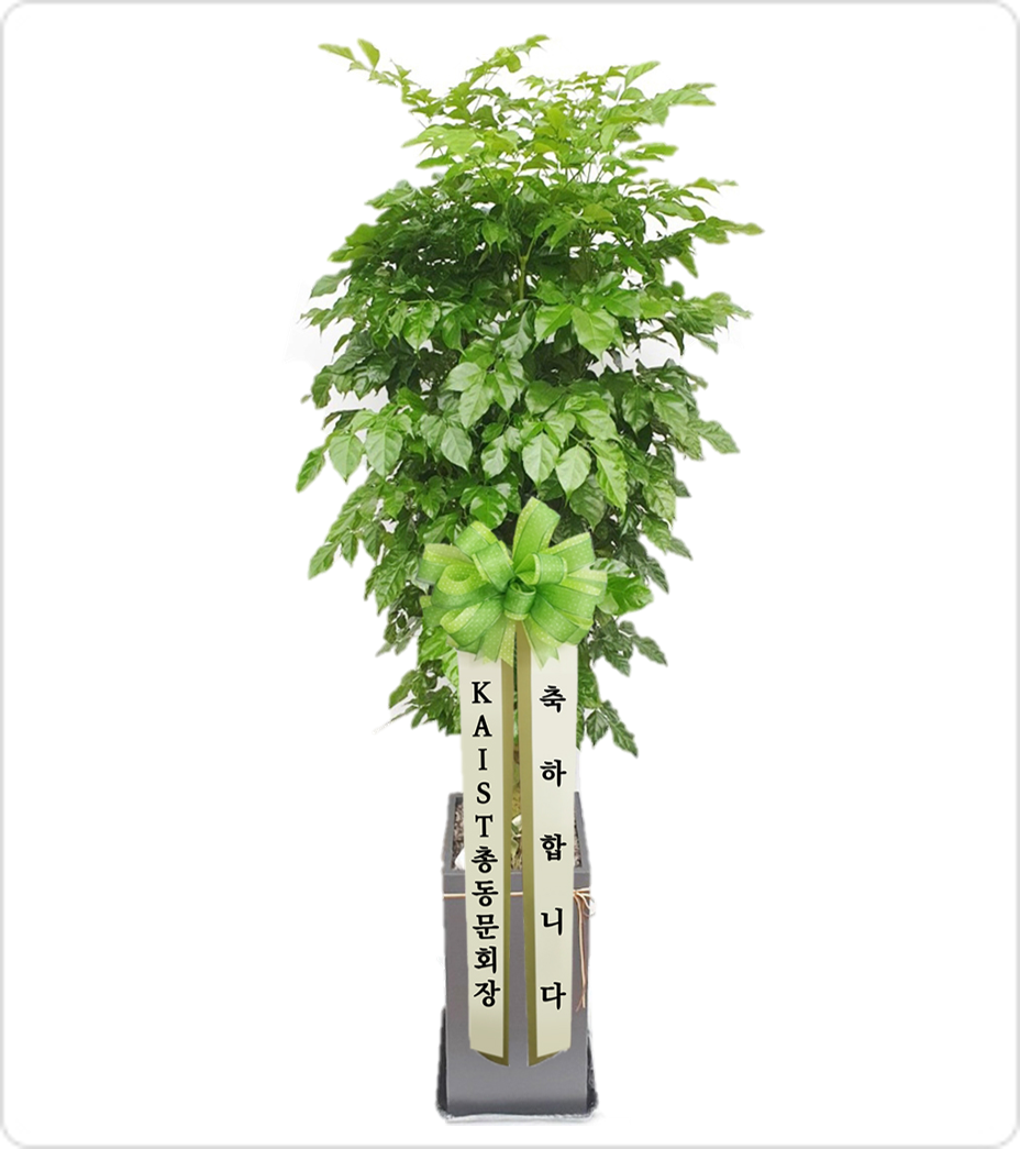 녹보수
